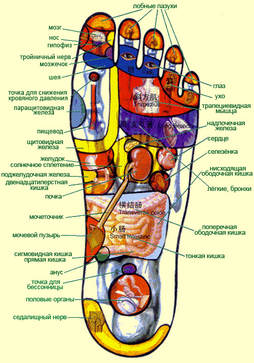 левая стопа