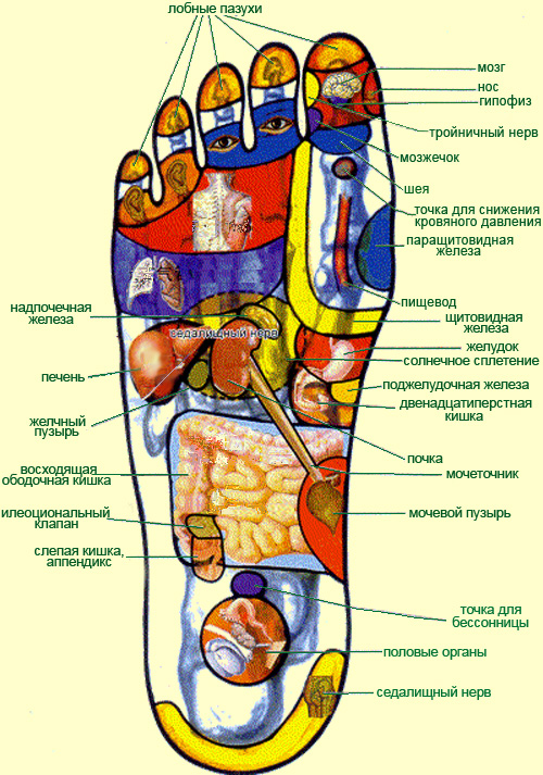 правая стопа